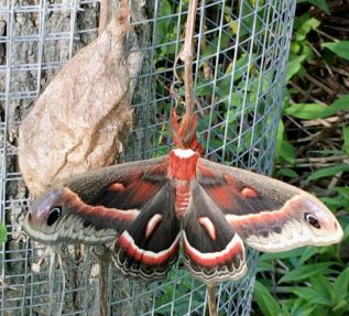 Wilma Kenny has been monitoring the progress of this Cecropia moth since discovering it's cocoon this spring.